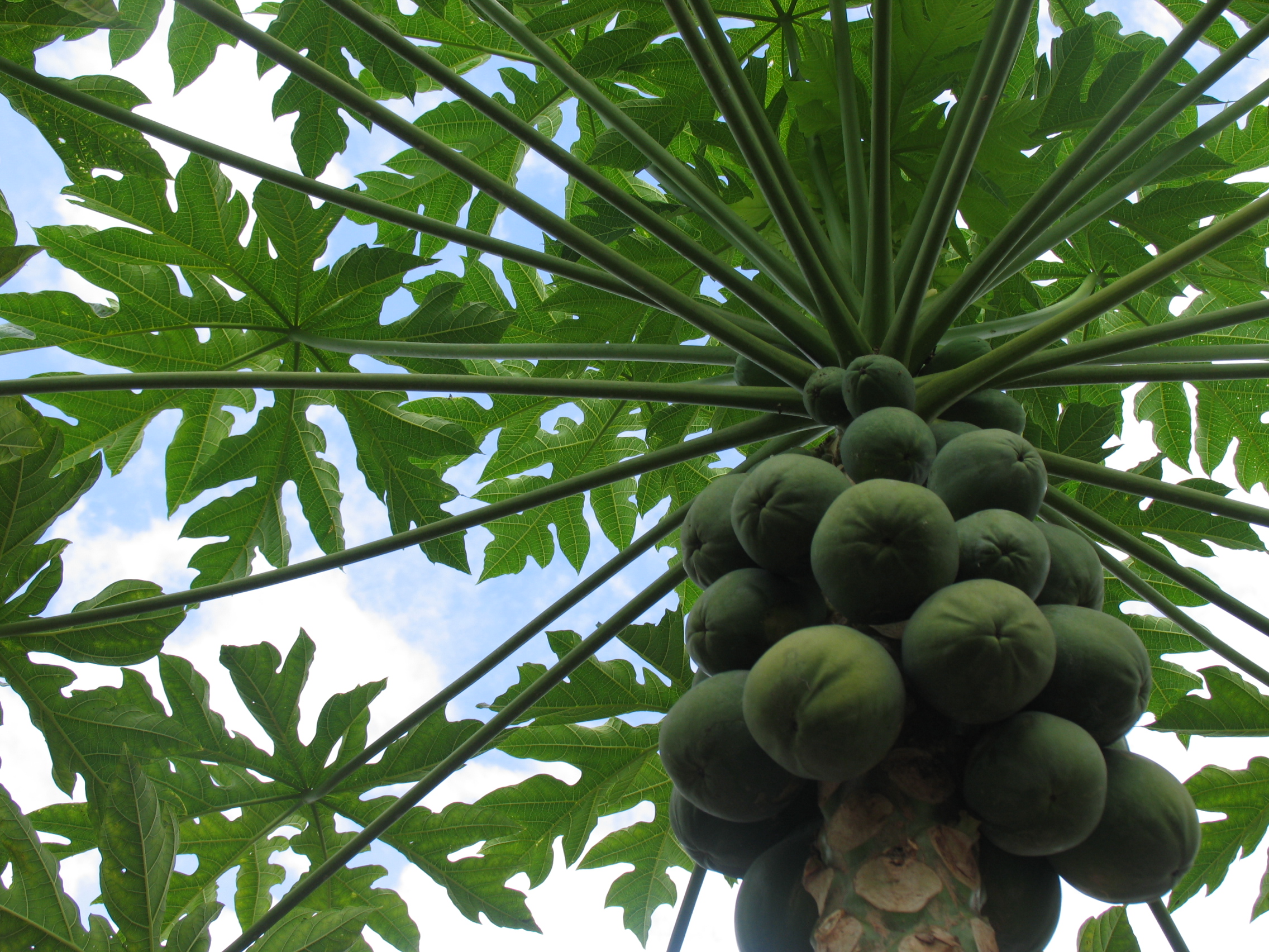 DOLE Chinese Consumers Can Say No to GMO Papayas China Fresh Fruit
