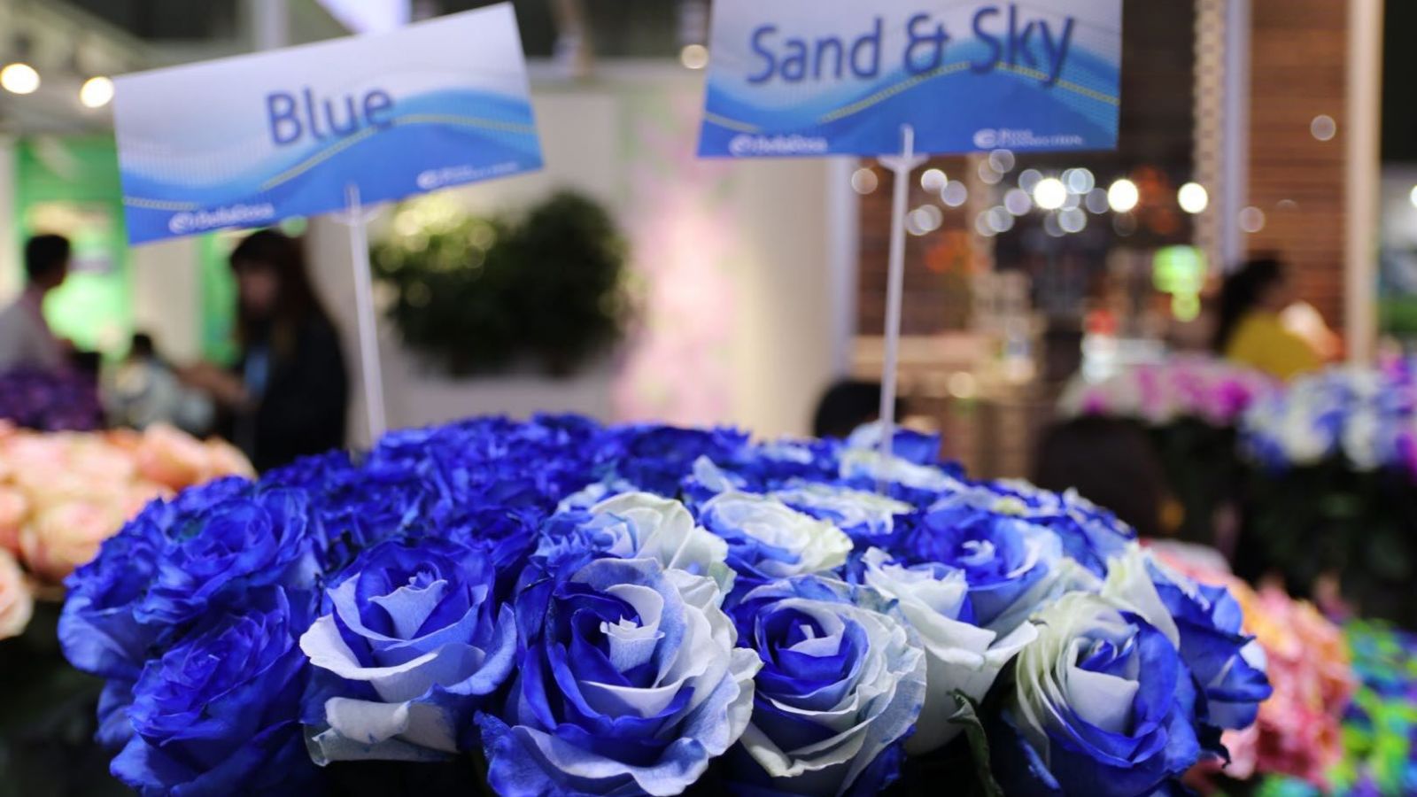 Blue and Sand & Sky roses