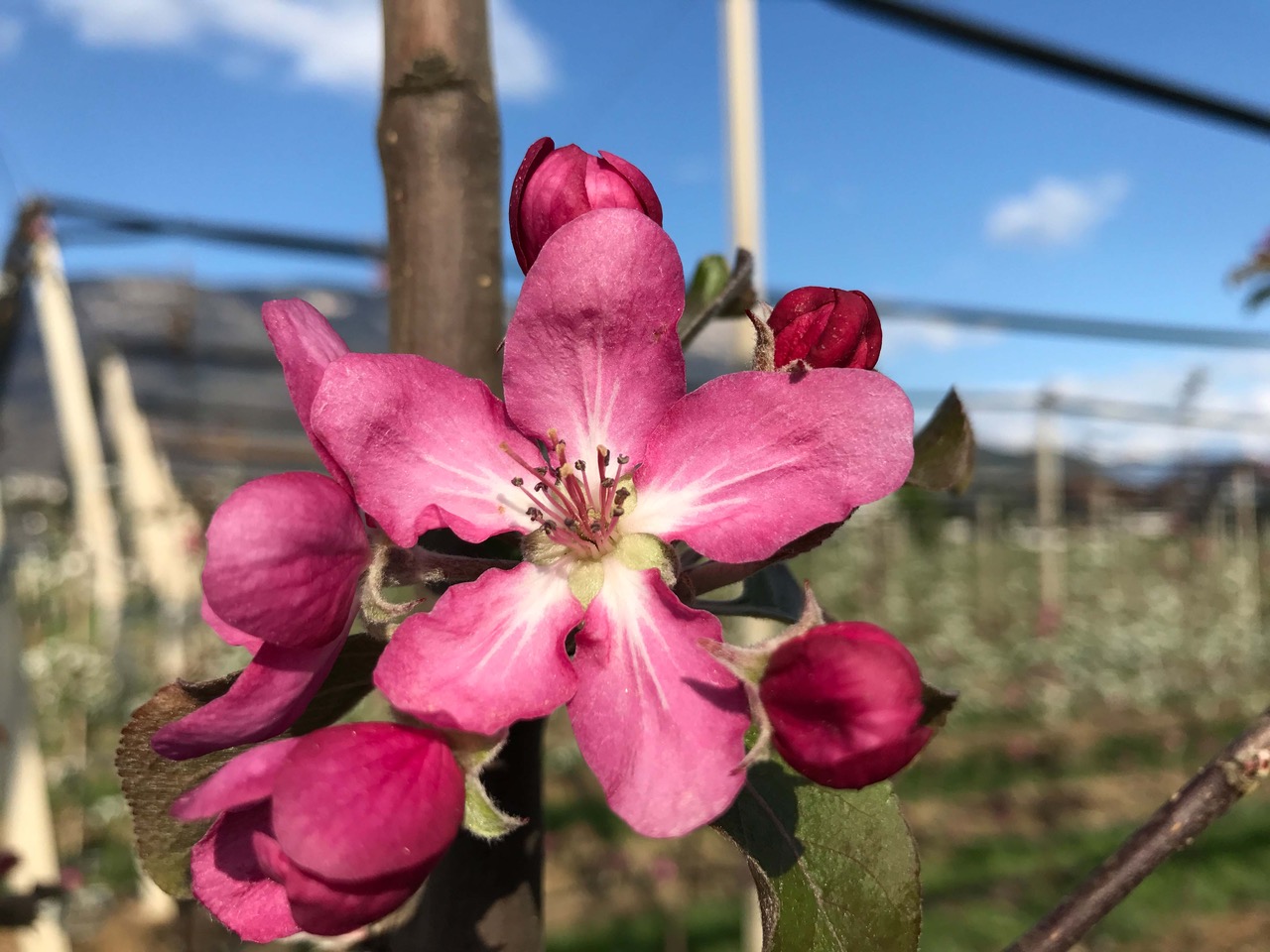 Red Moon® , blossom time and initiatives of the Italian red flesh apple are underway | Produce Report