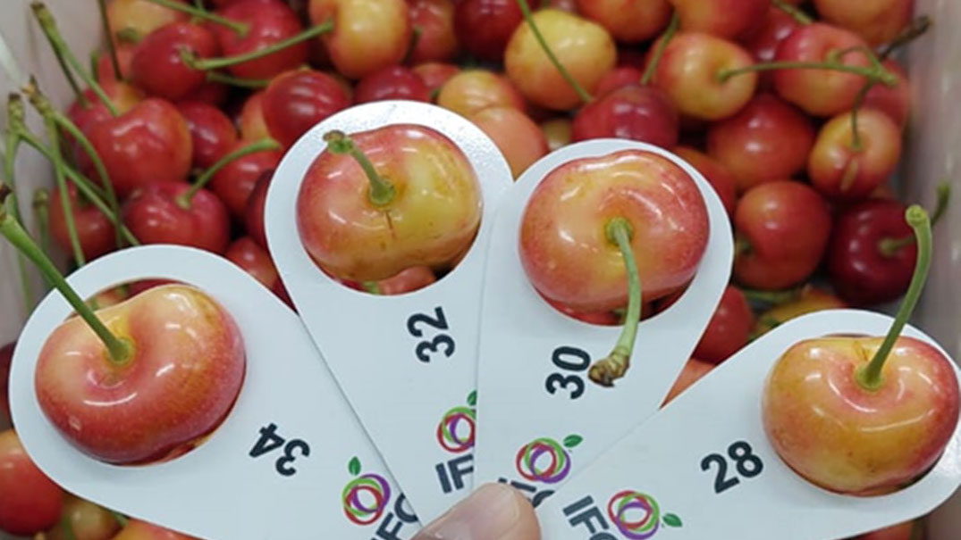 Chile lanzó su variedad de cereza amigable con China
