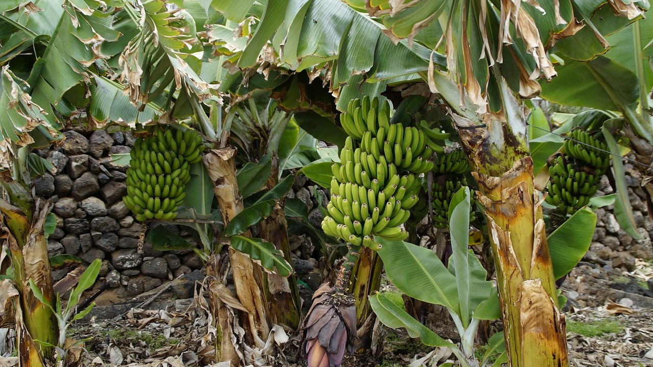 Pisang Indonesia diberikan akses pasar resmi Cina