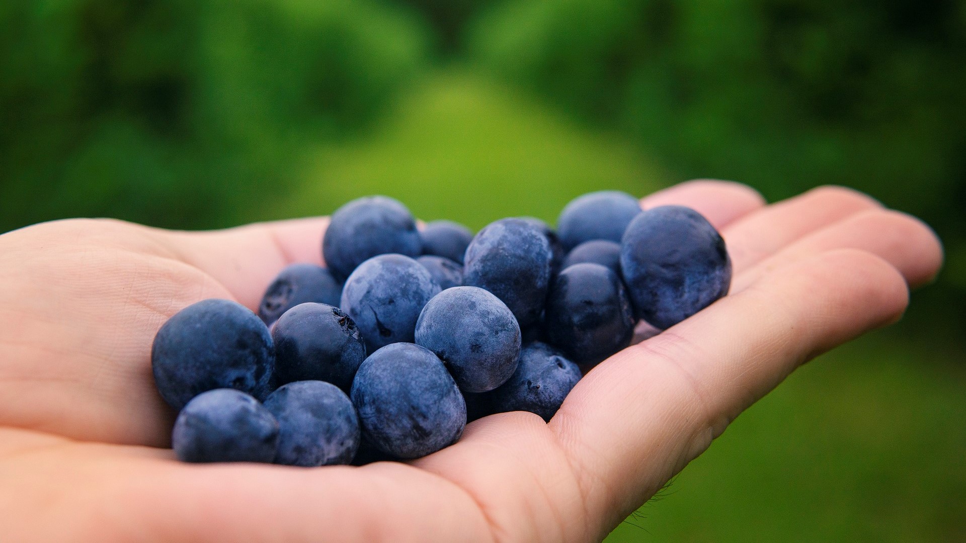 Se espera que las exportaciones de frutas de Perú superen a las de Chile dentro de 5 años