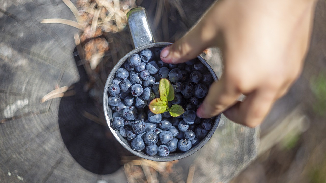 Ventura and Sekoya Pop Lead Peru’s Blueberry Evolution