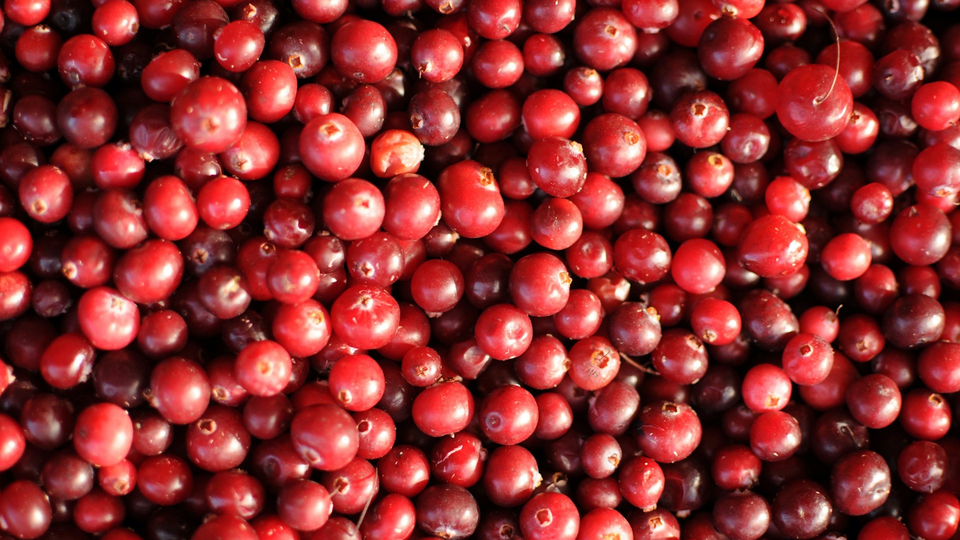 China Ends Preferential Tariffs on Cranberry Imports