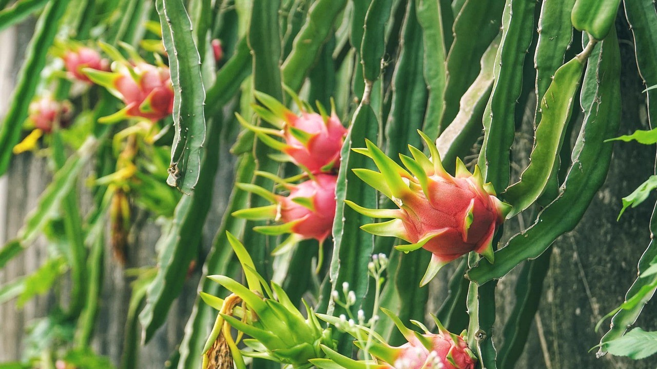 Vietnam’s Dragon Fruit Exports Hit 10-Year Low