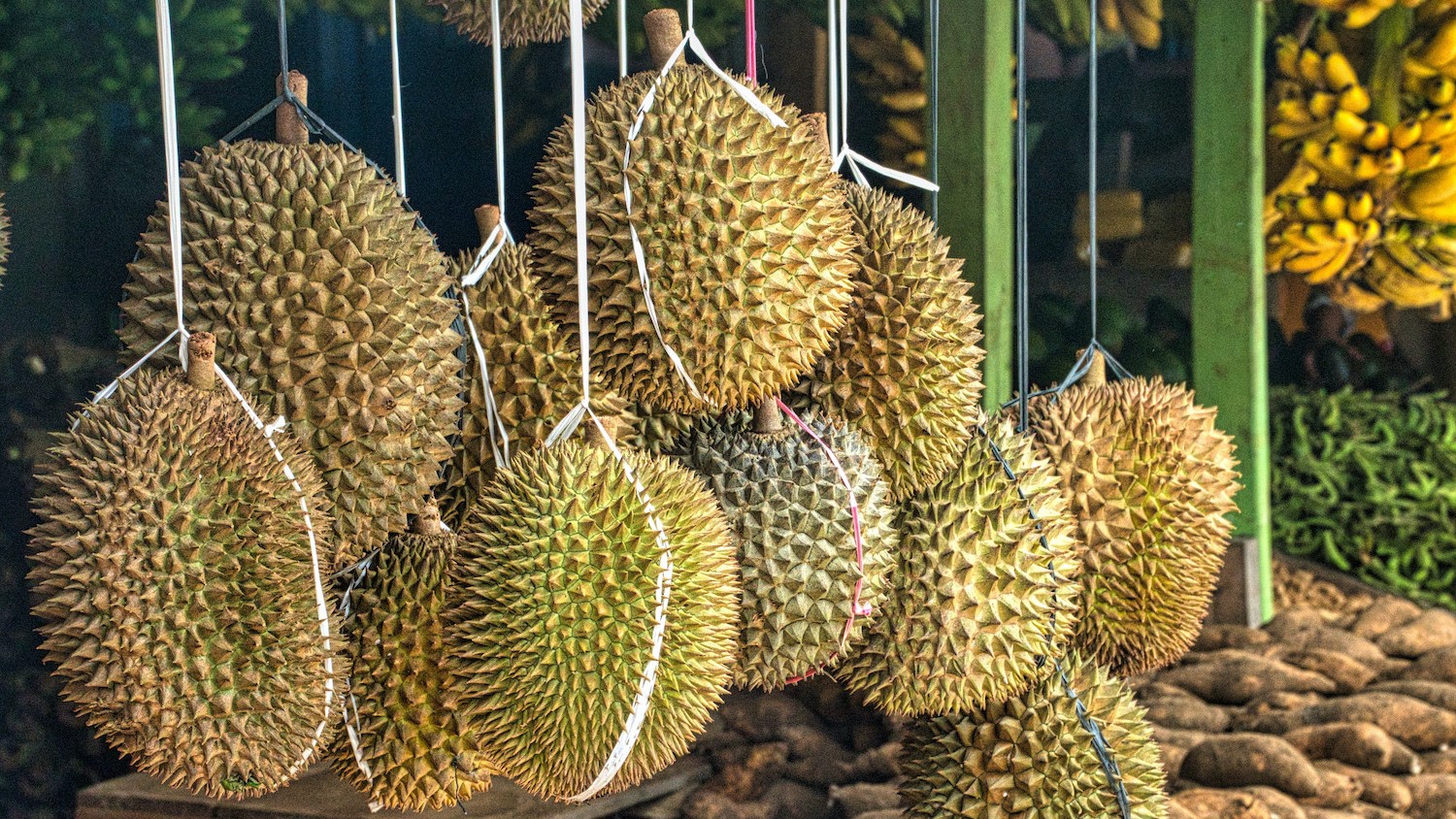Protocols Signed, Vietnamese Durians One Step Closer to China Market |  Produce Report