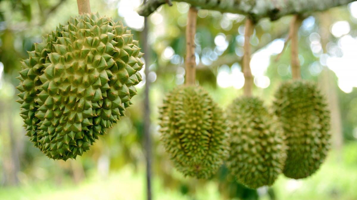 China’s Fresh Durian Imports Drop by One-Third