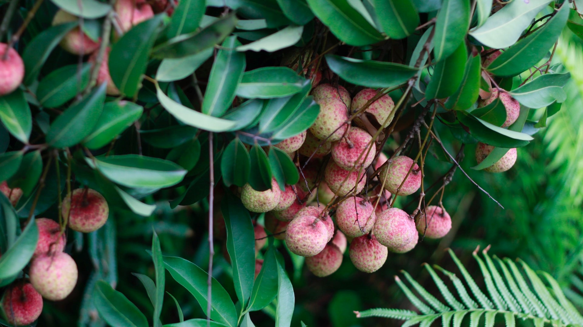 vietnam-s-successful-lychee-season-ends-dragon-fruit-still-in-trouble