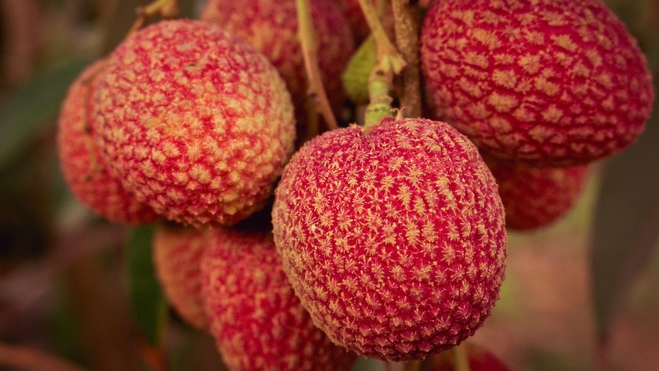 Guangdong S Lychee Exports See Substantial Growth This Year Produce Report,Sansevieria Cylindrica Care