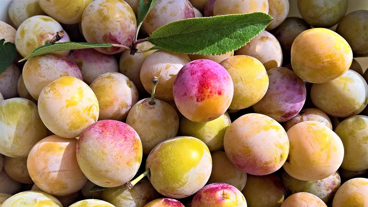 Fresh South African Stone Fruits Gain Access to Chinese Market