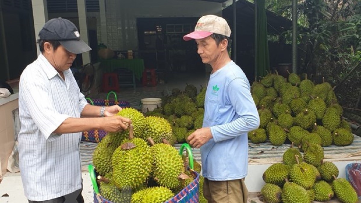 Me near jual durian JUAL BIBIT