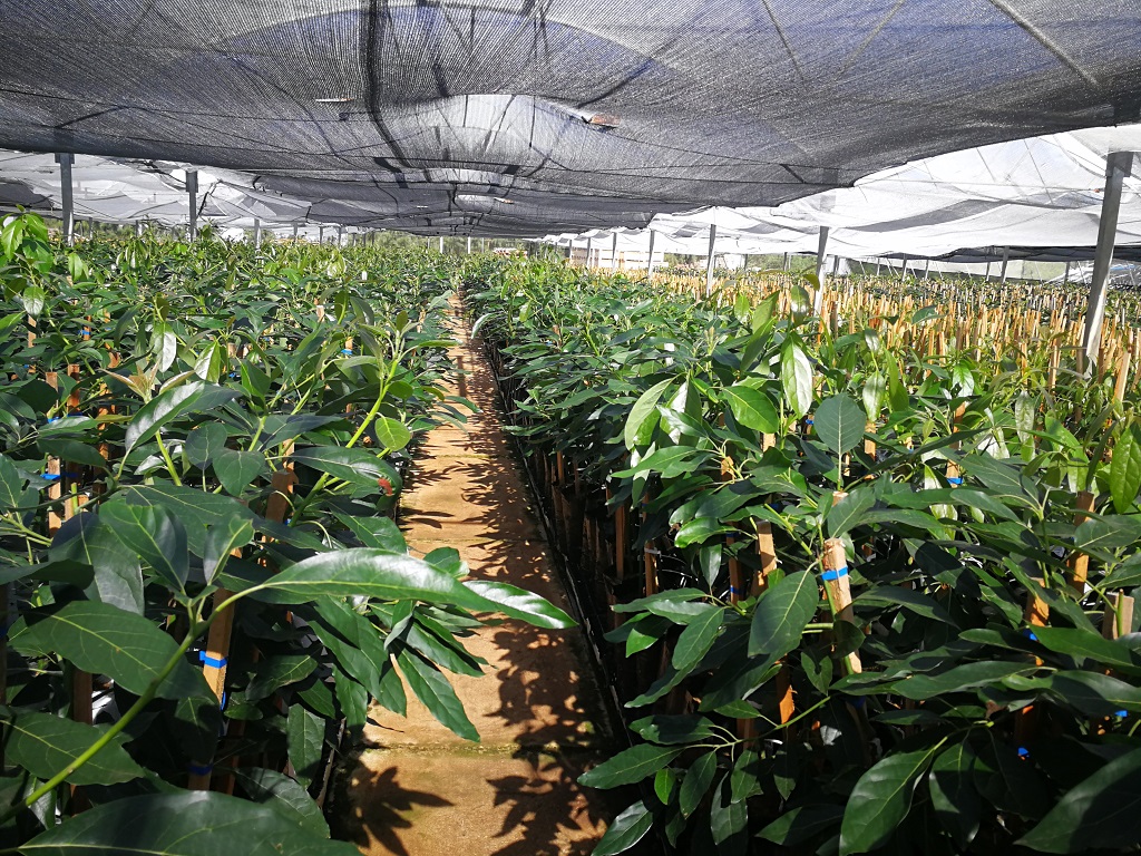 Mr. Avocado Starts Avocado Planting in China’s Yunnan Province