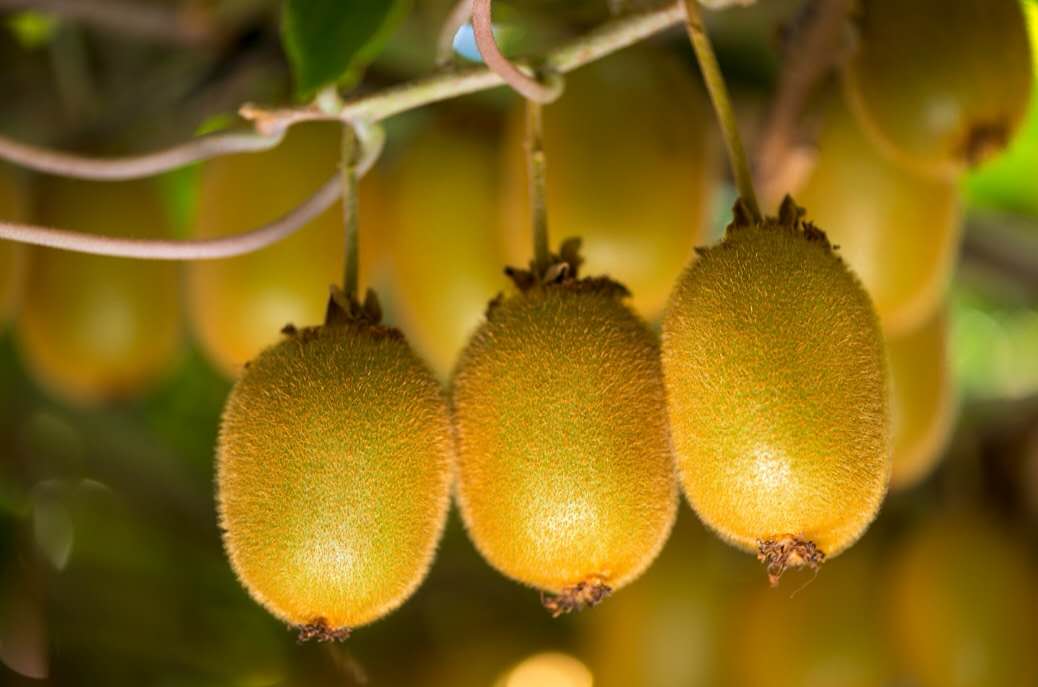 Chile’s Kiwifruit Season Starts Strong with High Quality Expected
