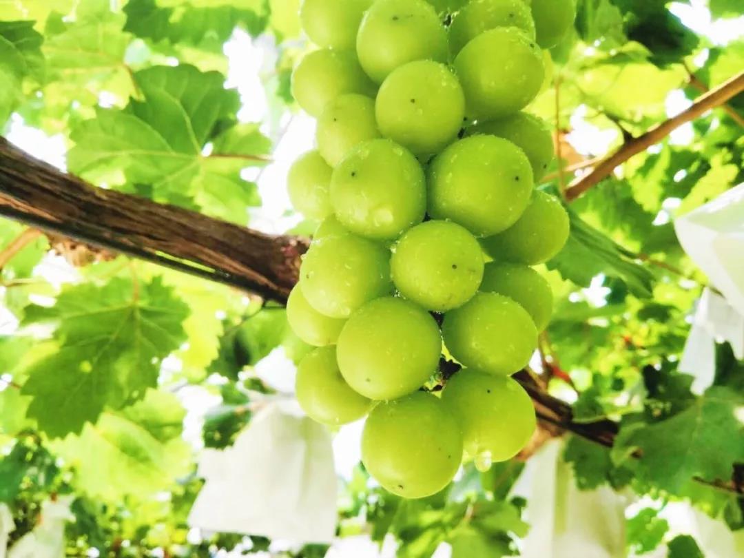 [Press Release] Asia Fresh Expo New Grape Brand Presented Produce Report