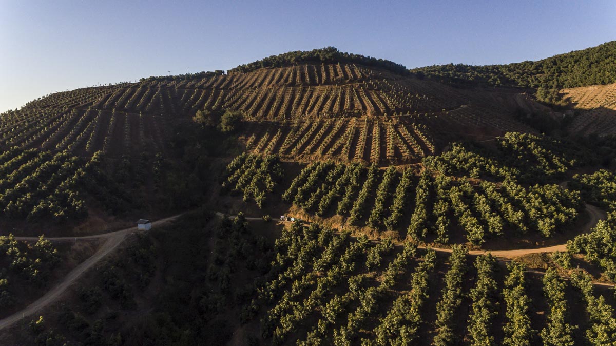 Avocado hillside farming