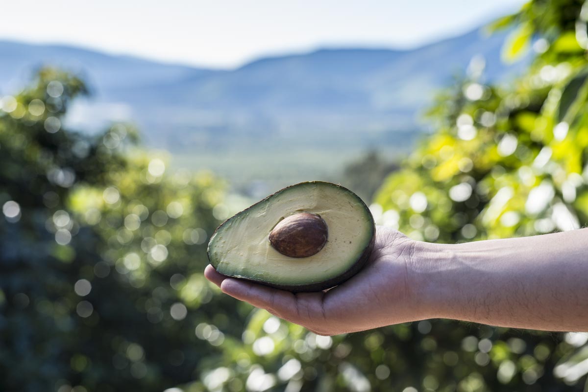 Avocado in hand