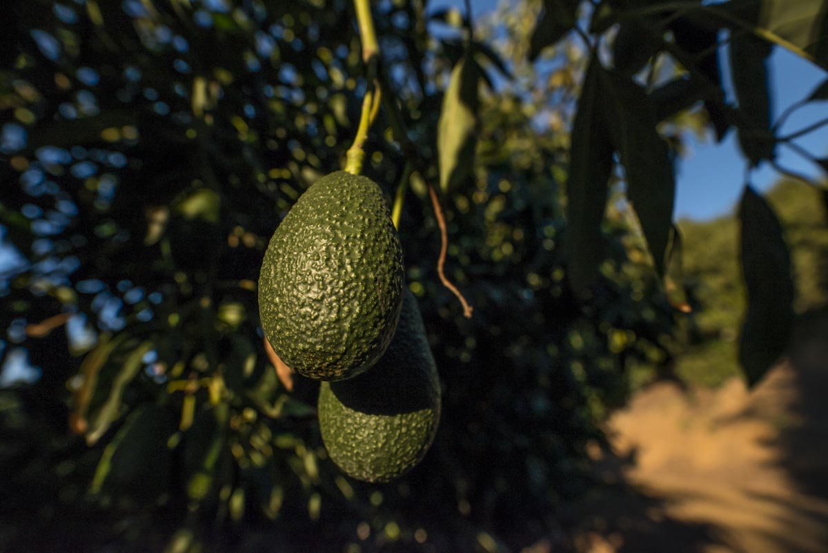 Avocados on tree