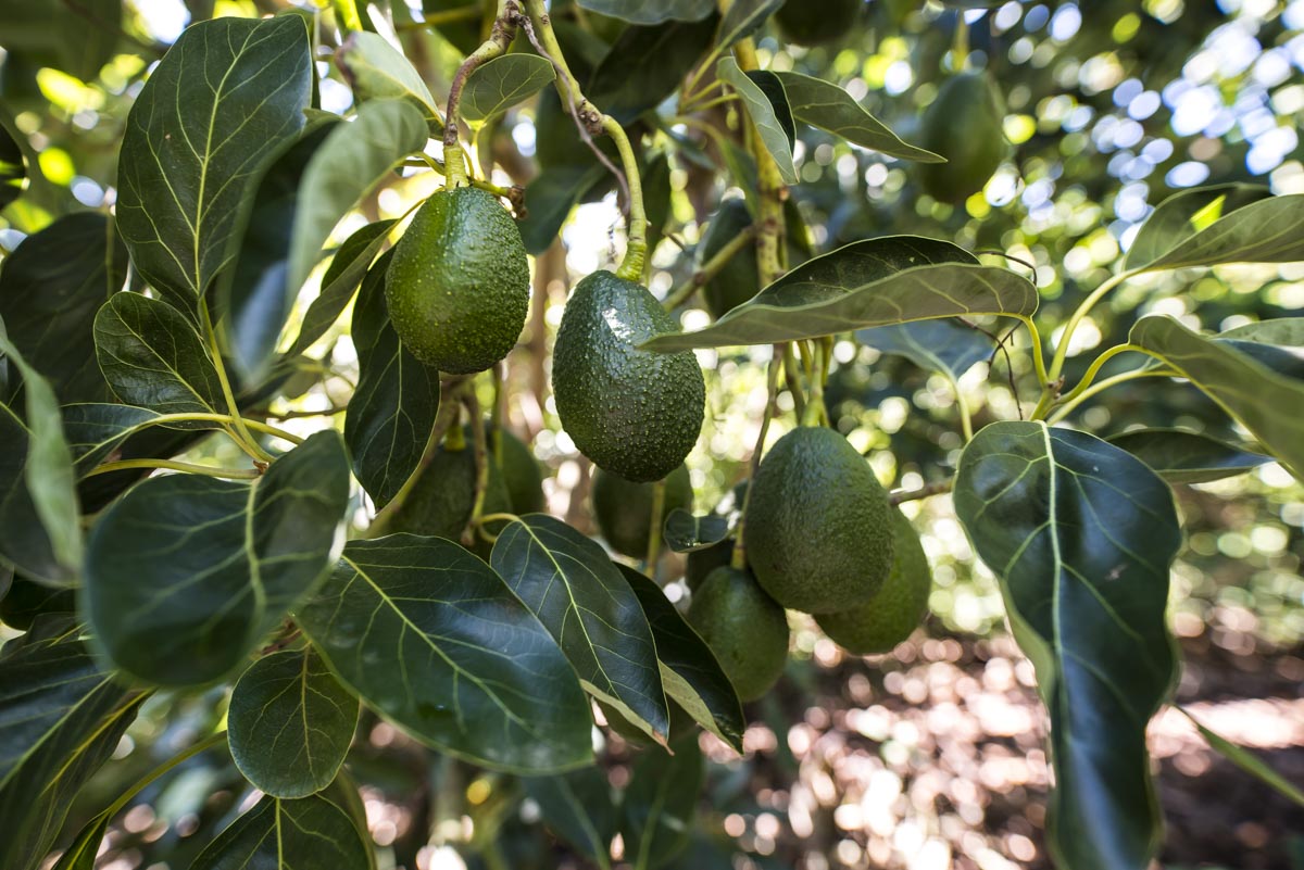 Avocados on tree