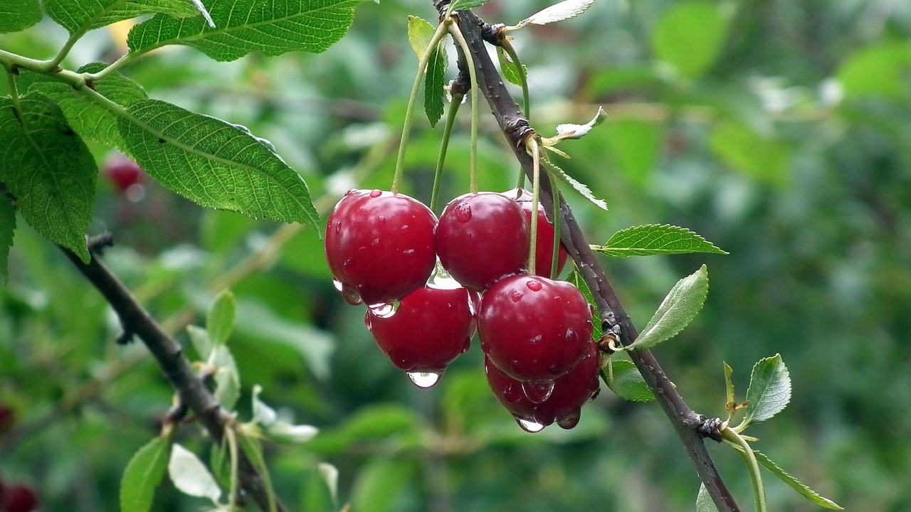 Cherries on branch with water droplets