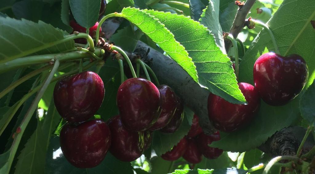 Cherries on tree