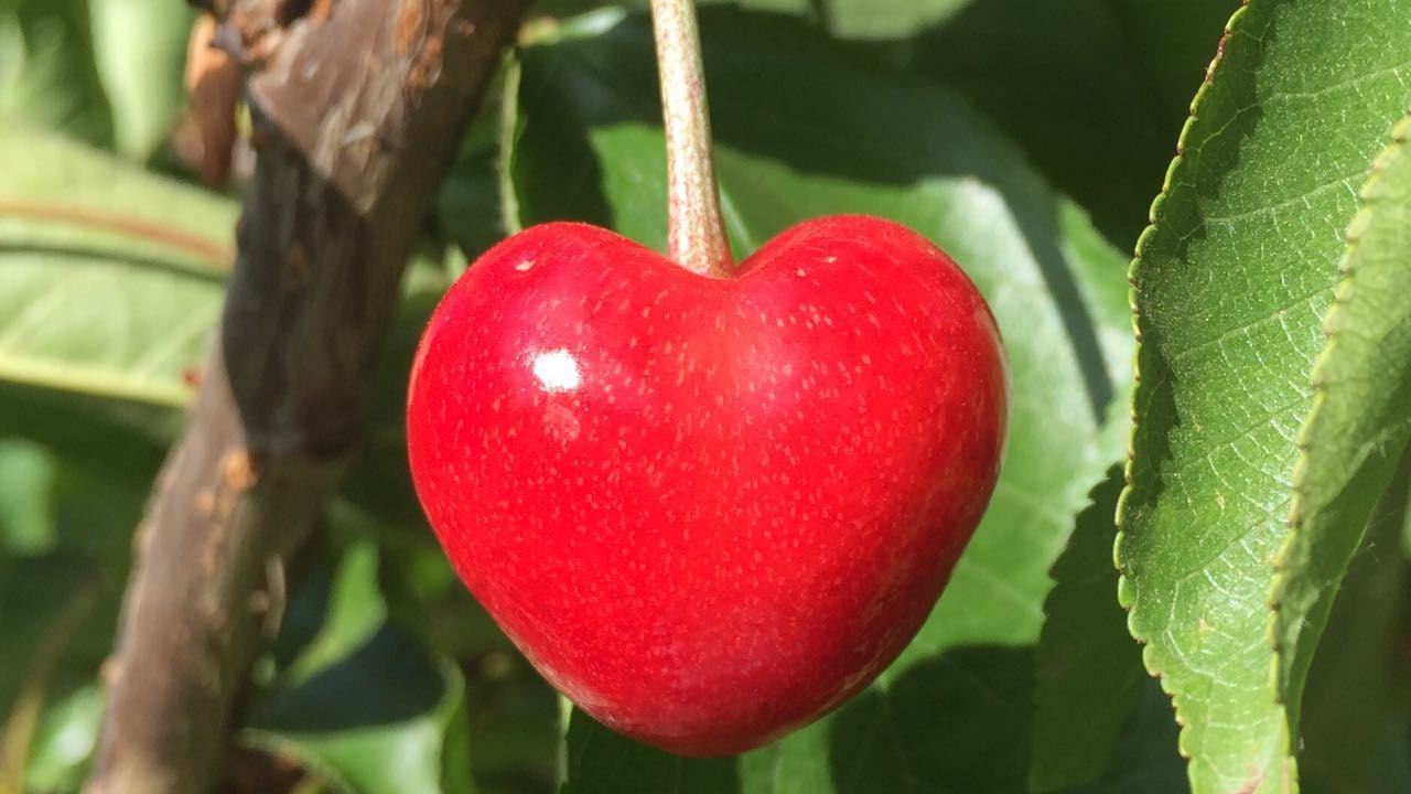 Heart-shaped cherry