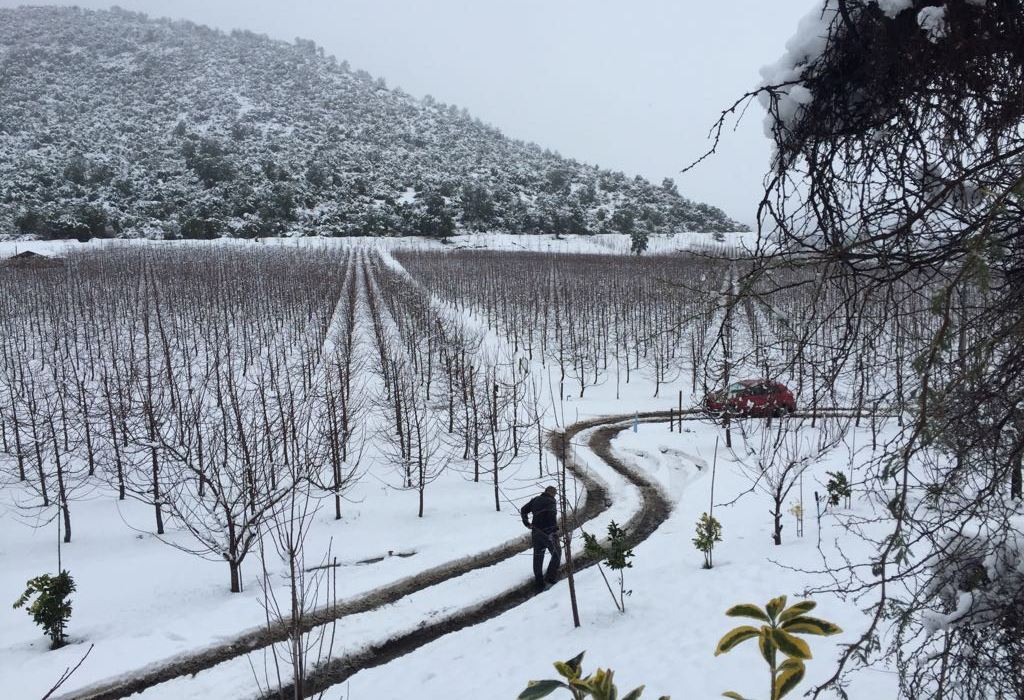 Orchard in winter