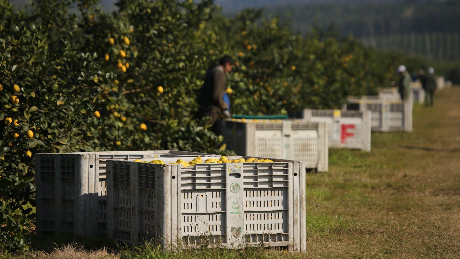 San Miguel lemon farm crates