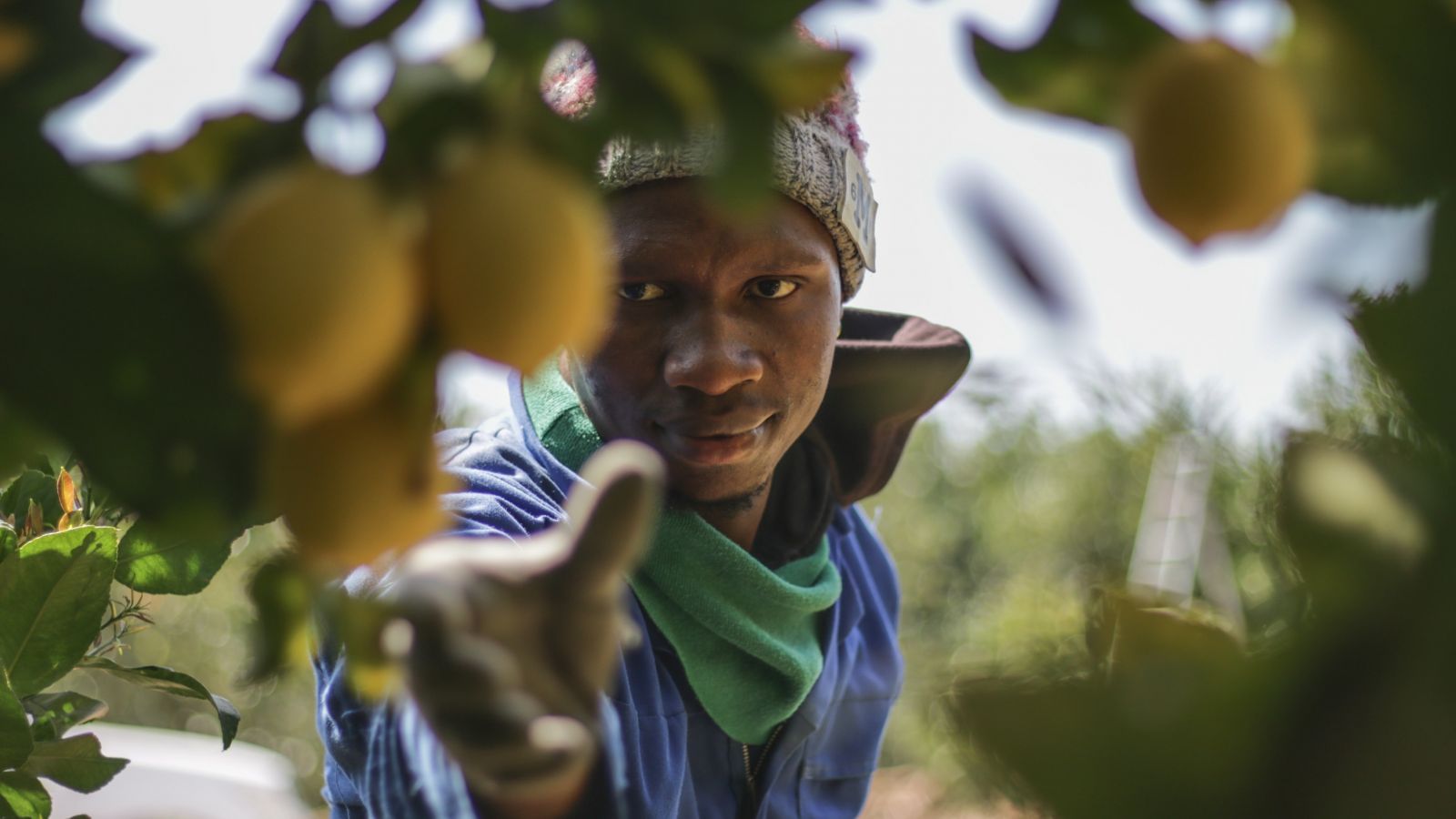 San Miguel lemon picking