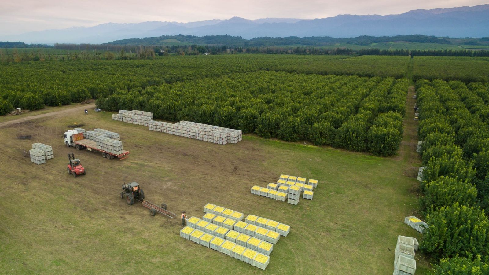 San Miguel lemon farm