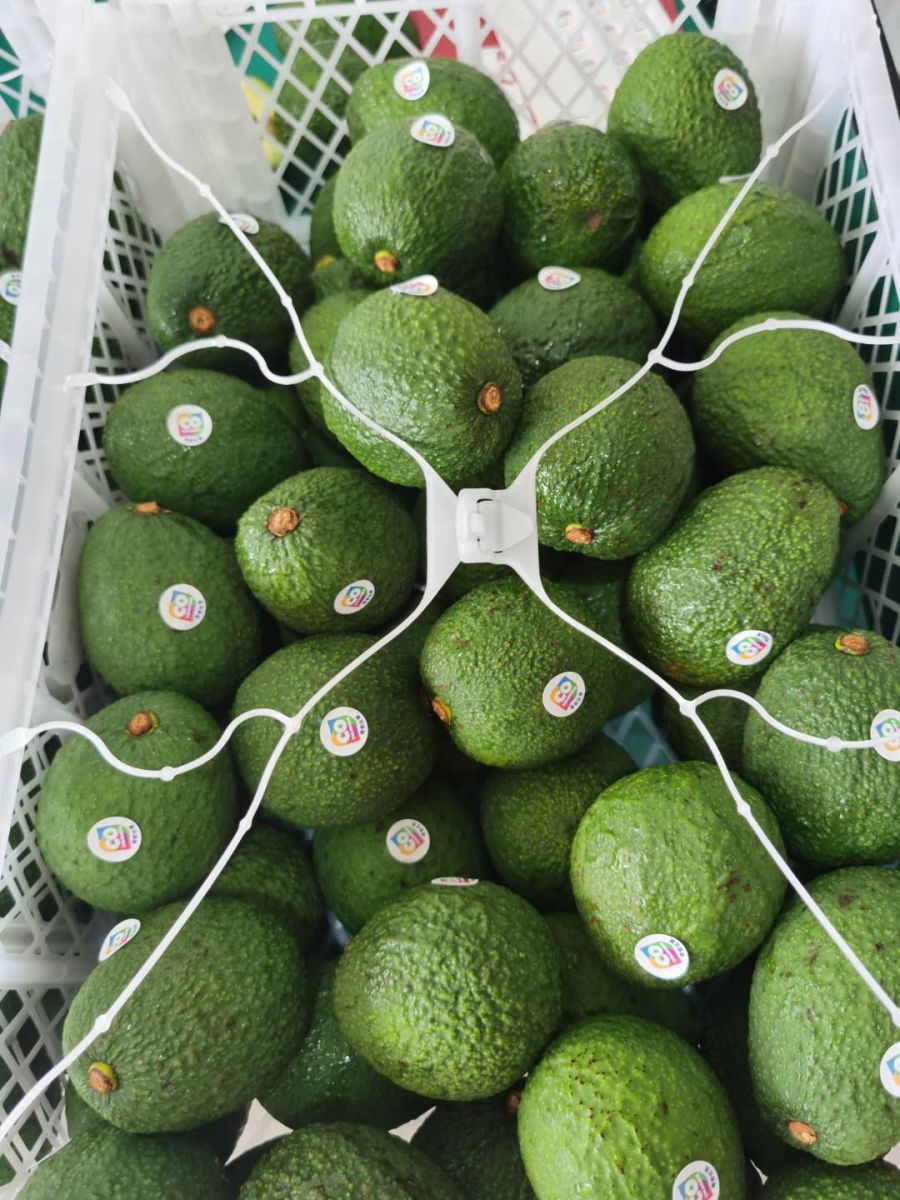 A Colombian worker transfers fresh avocados from a mesh bag into a