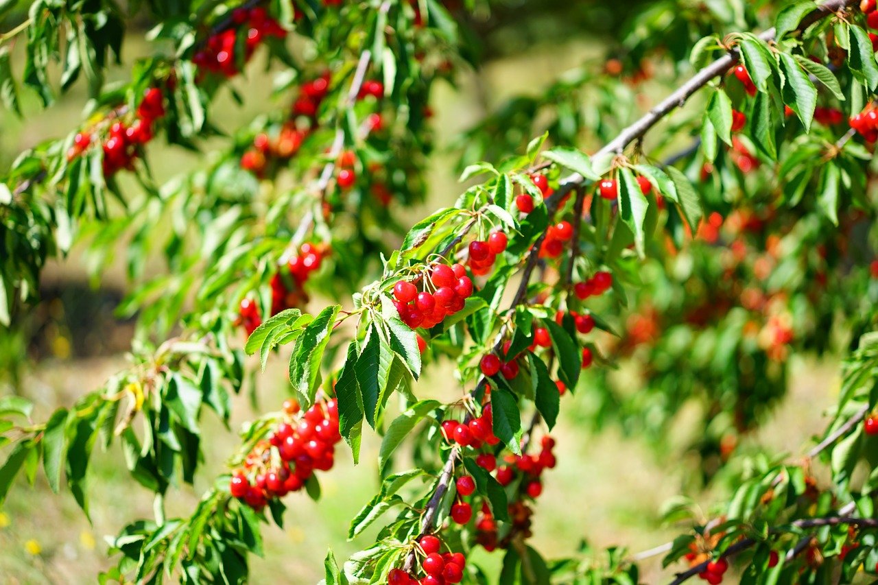 Cherries on branch, outdoors
