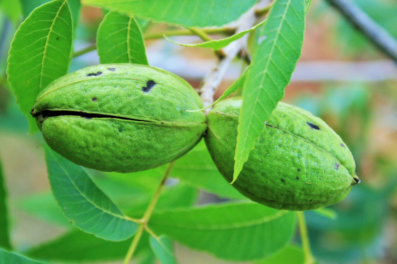 Pecans on tree