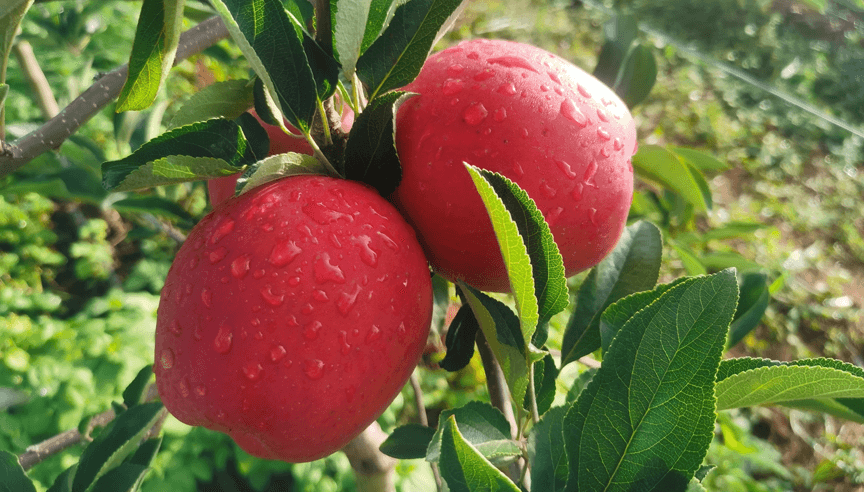 The Longwei apple grown in Malong