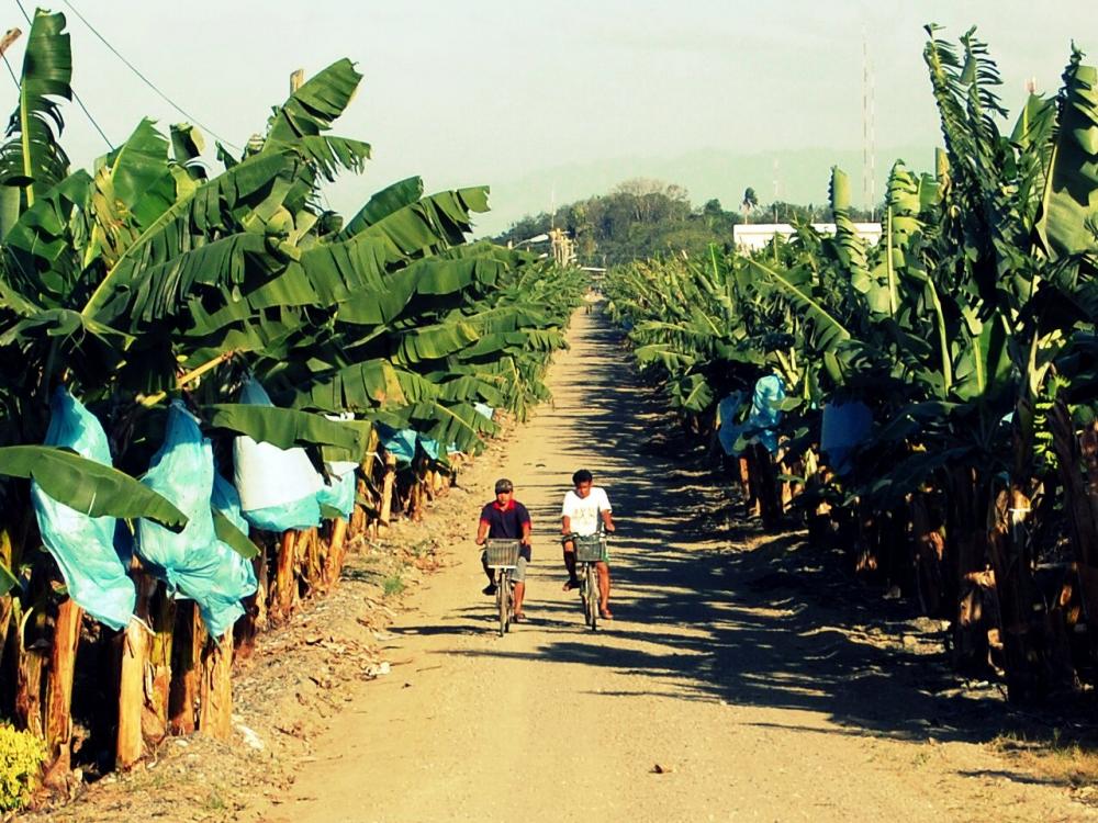 Banana Plantation in Panabo City, Philippines 