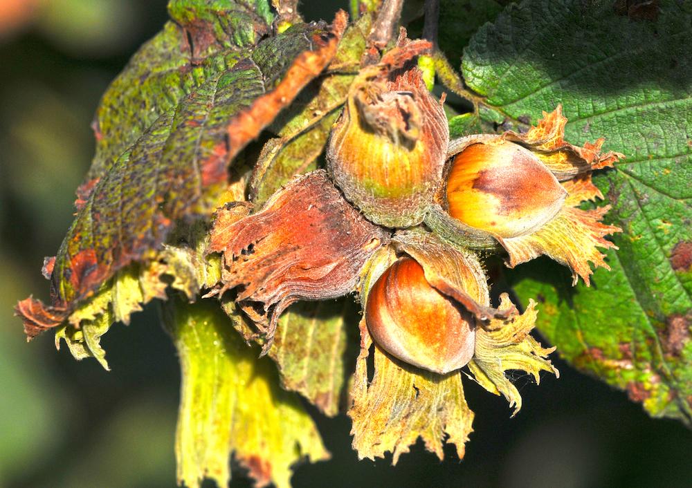 Turkish Hazelnuts in China