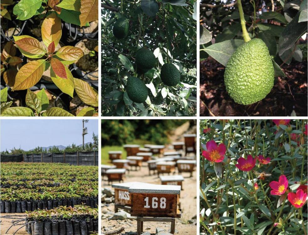 Avocados produced by Hass Peru