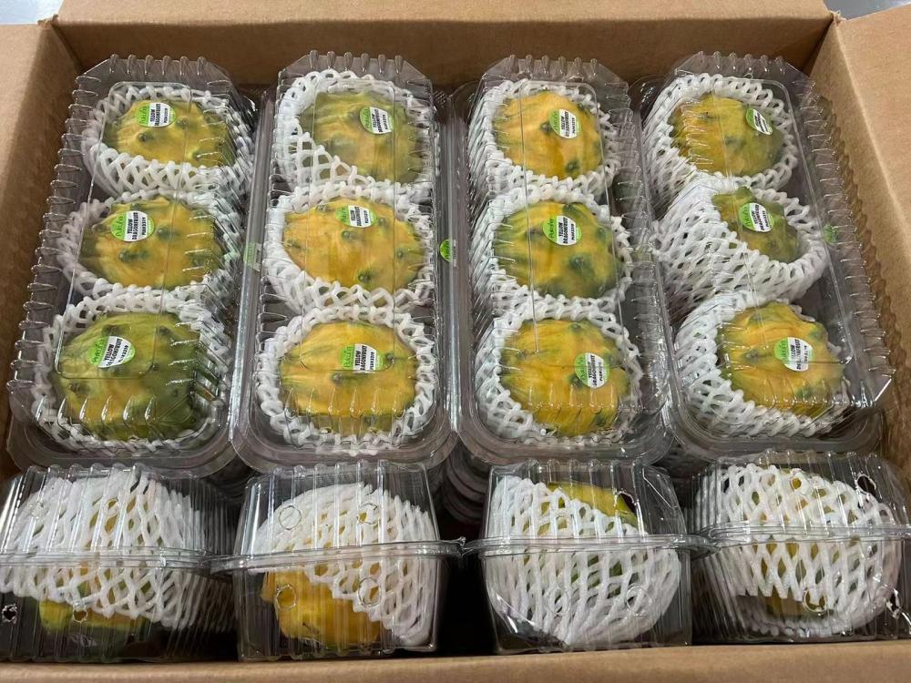 Congo Dragon Fruit (Pitaya) Yellow Shipping