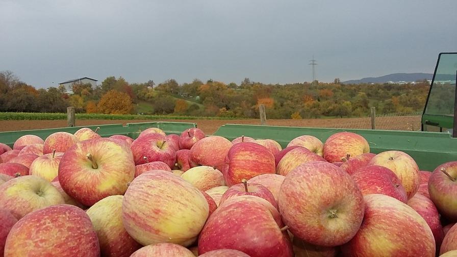 The Statistics of China’s Apple imports and exports in 2015