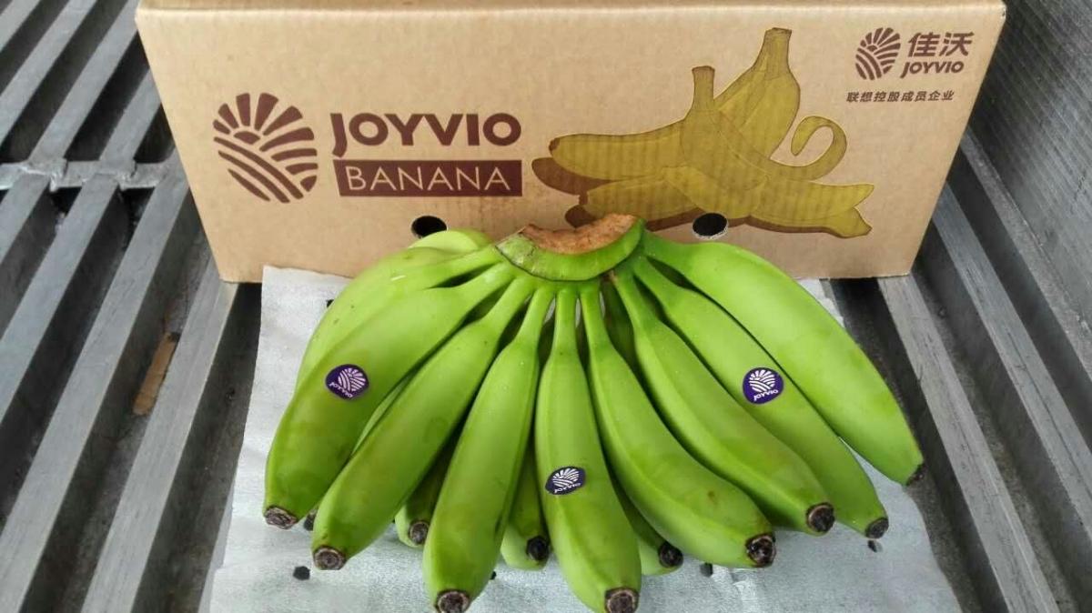 Joyvio Explores Philippine Banana Market Expansion into China