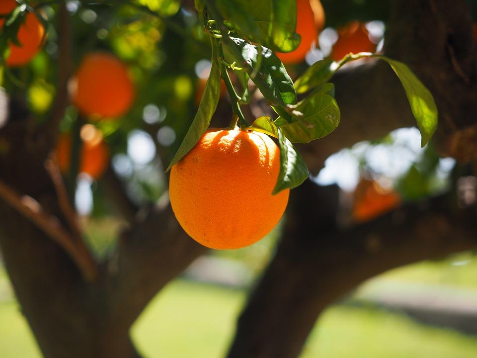 2015 Export Market Analysis for Chinese Citrus