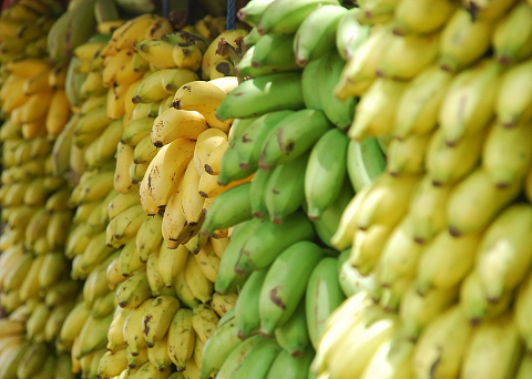 60 tons of imported Philippine bananas destroyed in Shanghai 60 tons of imported Philippine bananas destroyed in Shanghai