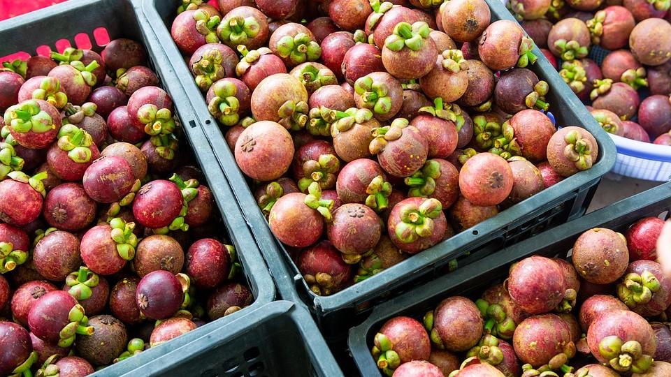 Thai Mangosteen Prices Plummet in China This Summer Produce Report