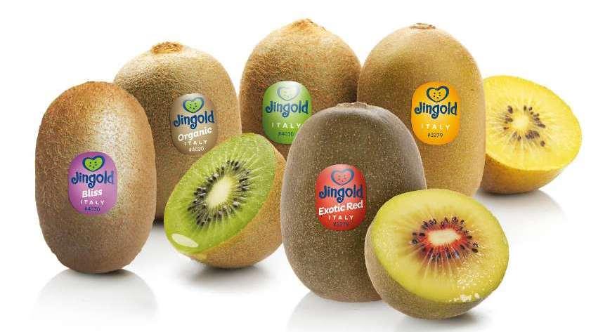 Jingold Deems Kiwifruit Ripening Key to Its Continued Growth