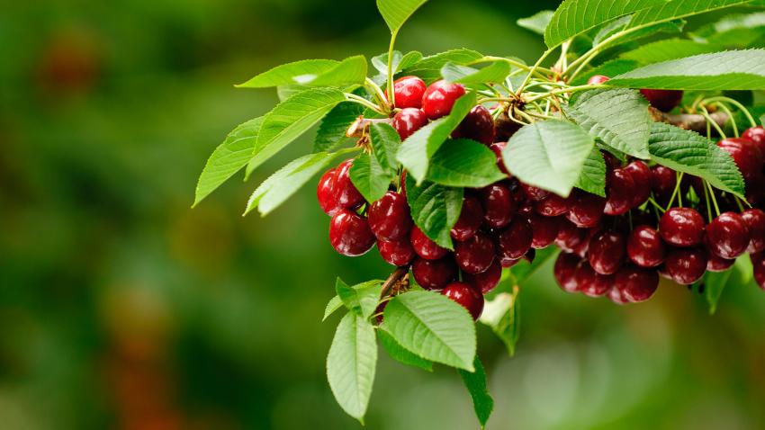 Image source: Stemilt Growers