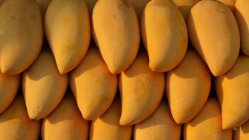 Mangoes, one of the popular Thai fresh fruit exports