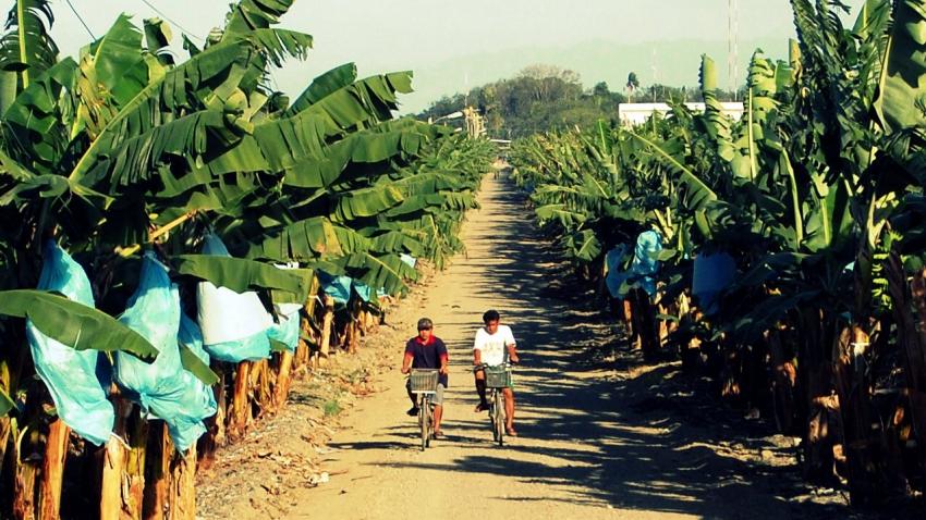 Banana Plantation in Panabo City, Philippines 