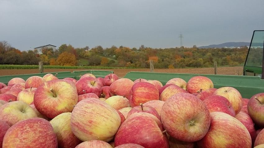 The Statistics of China’s Apple imports and exports in 2015