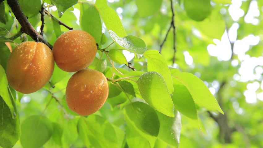 Chinese Fruit Vendors Are Selling Peaches That Are Clad in Tiny