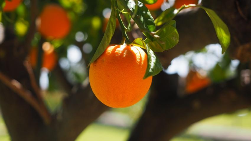 2015 Export Market Analysis for Chinese Citrus