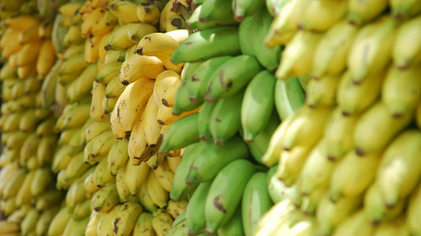 60 tons of imported Philippine bananas destroyed in Shanghai